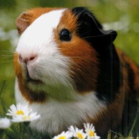 Sperimentazione sugli animali